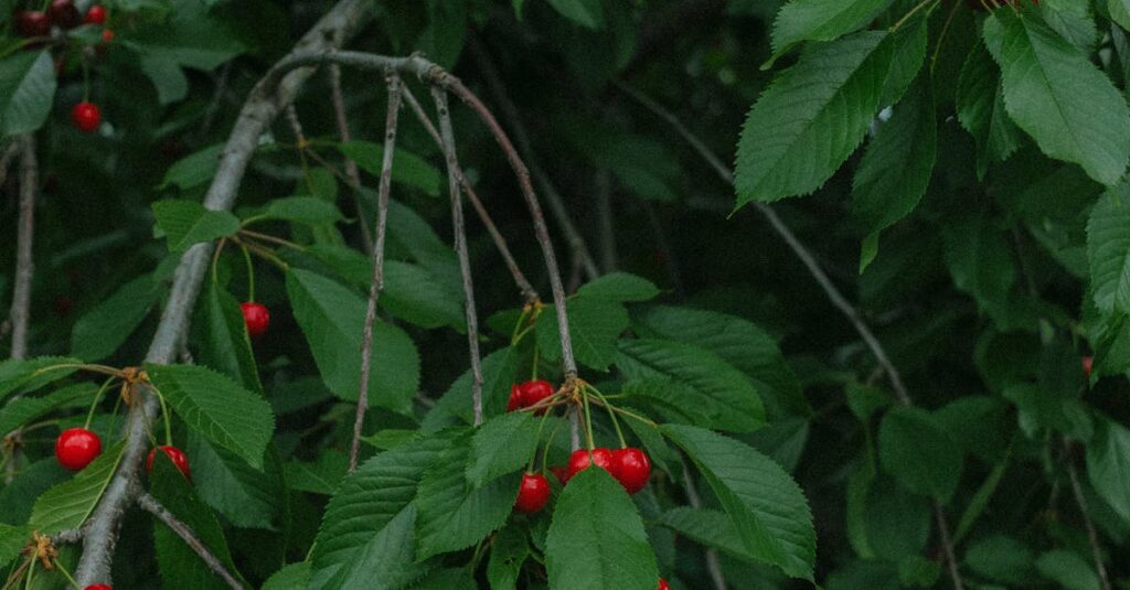 Pessoa analisando gráficos de crescimento no TikTok em um tablet