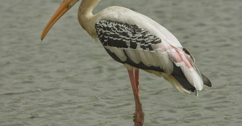 Pessoa analisando dados de seguidores falsos no Instagram em um smartphone