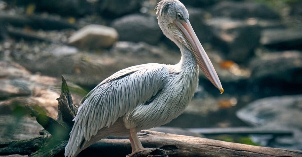 Pessoa utilizando aplicativo no celular para automação no Instagram